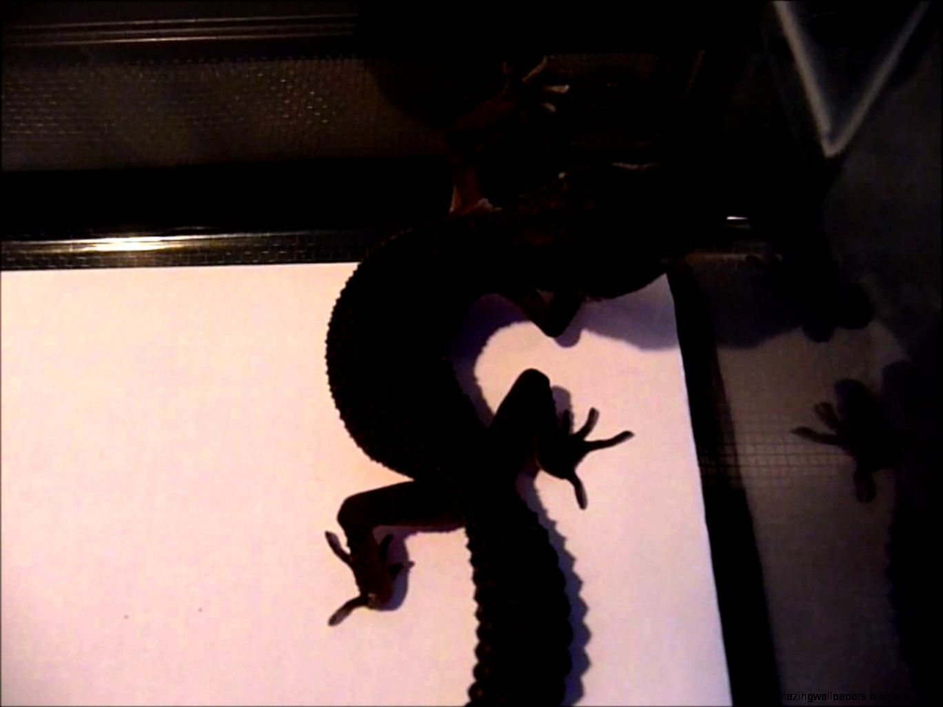 A Closer Look at my Black Leopard Gecko YouTube A Closer Look at my Black Leopard Gecko YouTube