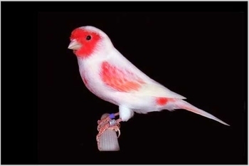 Kenari merah mabung