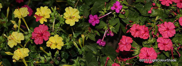 Mirabilis jalapa (The four o'clock flower) yellow pink and purple flowers