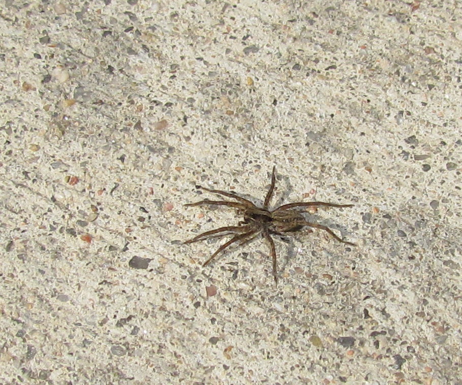 Bug Eric Spider Sunday Spring Spiders