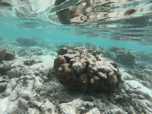 Coral seabed of Omadhoo East coast .