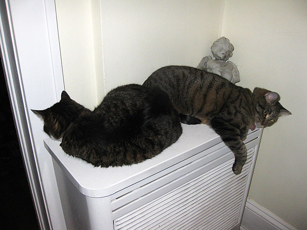 forms traced by light cats, eyes, flash