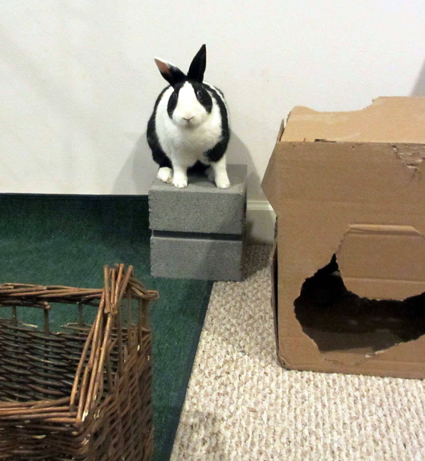 Rabbit Ramblings When bunnies chew carpet