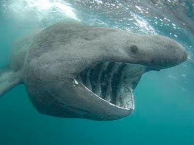 Basking Bulb