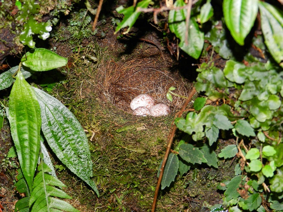 Birds nest with egs