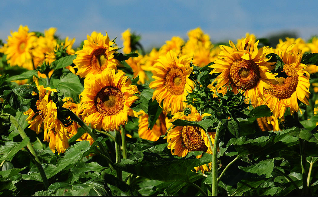 Wyoming Photos Sunflowers
