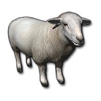 İngilizce Koyun tanıtımı -İngilizce Koyunun özellikleri