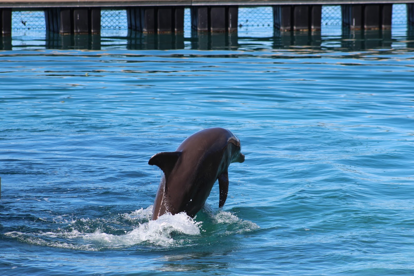 rencontre avec les dauphins moorea
