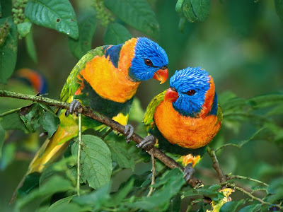 Beautiful Colorful Cute Birds Wallpapers Seen On www.dil-ki-dunya.tk