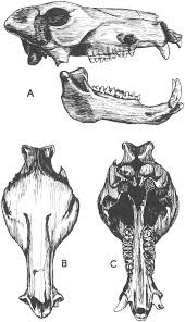 Platygonus skull