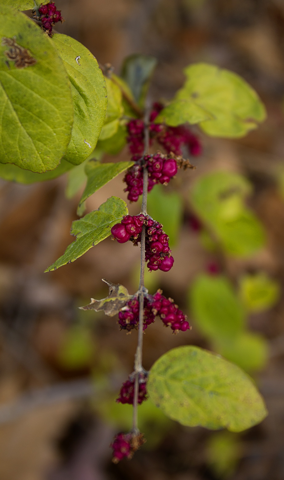 Rurification Buckbrush [Coralberrry]