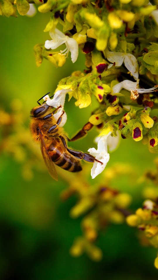 Bee Macro Flower Android Wallpaper