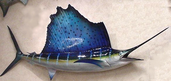 Florida Sailfish
