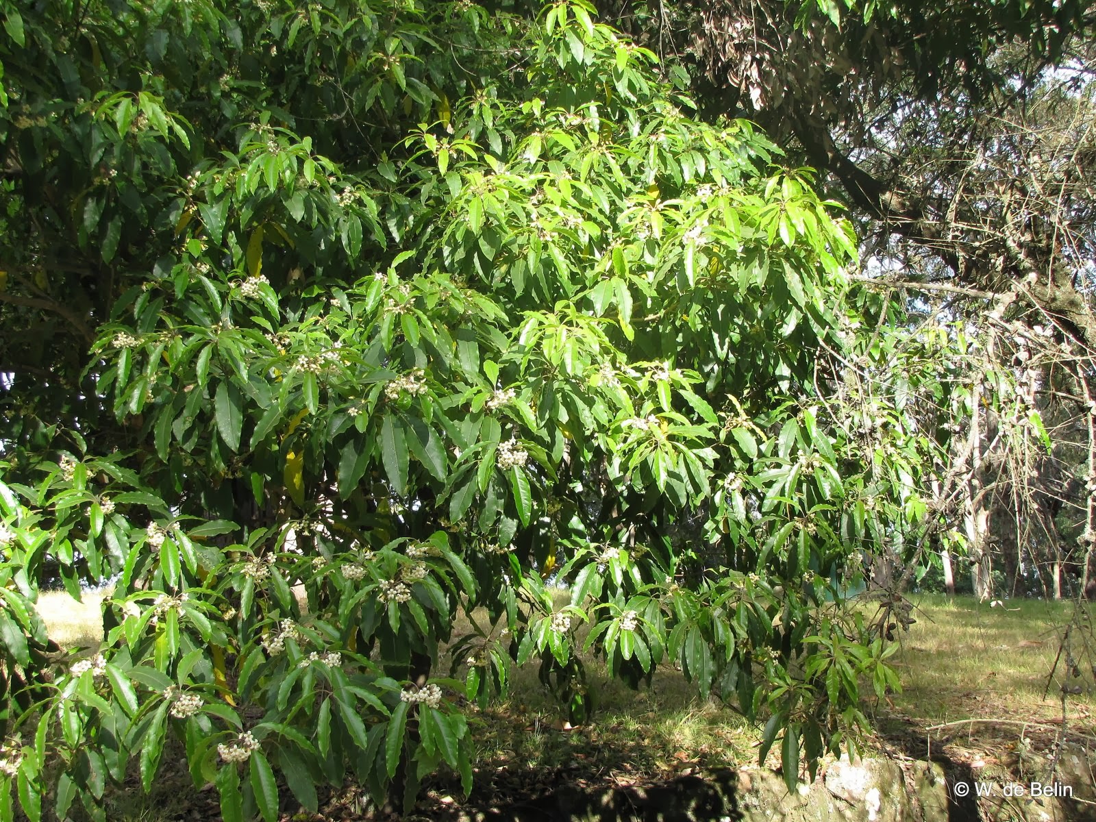 Native Laurel If Only All Weeds Were This Good Steemit