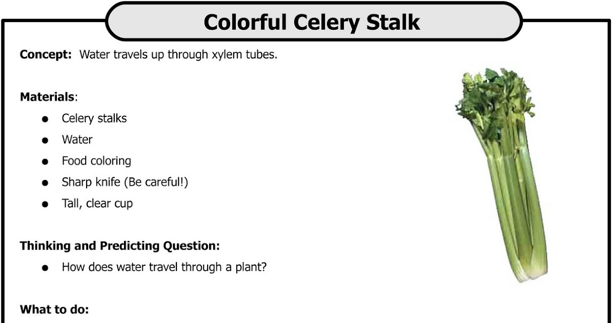 Heaps of Laundry Colorful Celery Stalk