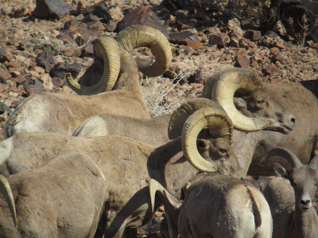 AZ+Desert+Bighorn+Sheep+Scouting+Pics+by+Colburn+and+Scott+Outfitters+16.JPG