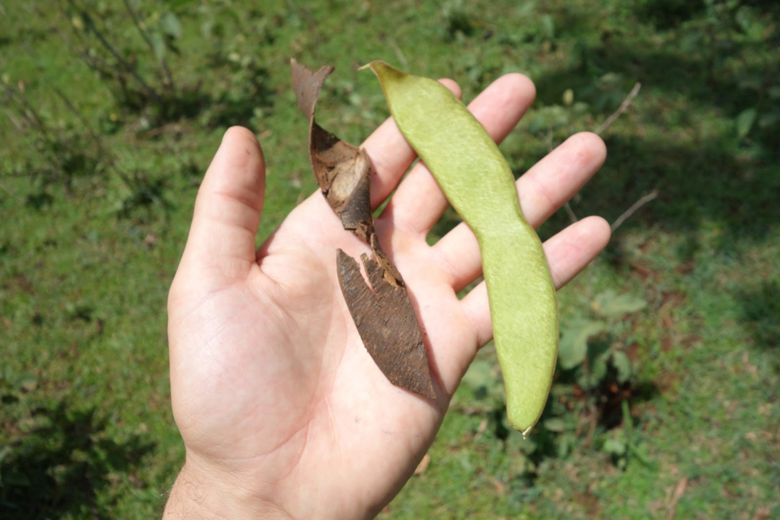 SETHiopia Tree Profile Millettia Ferruginea