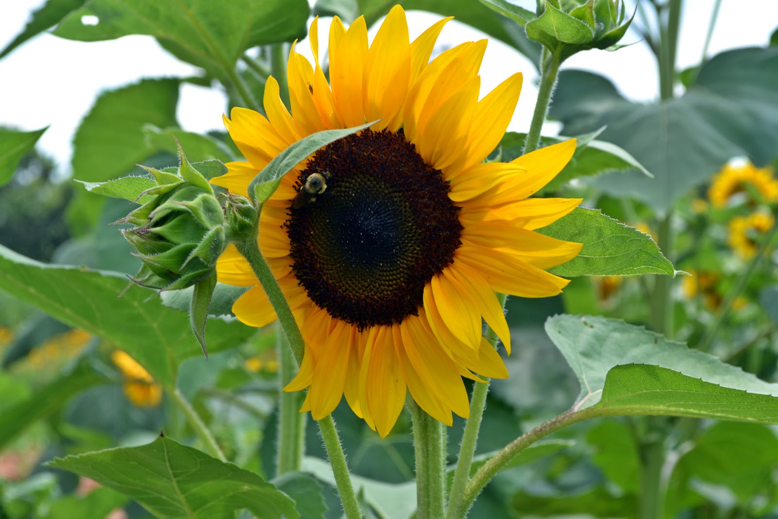 Happy Places Rutledge Sunflower Farm The Bluebird Patch
