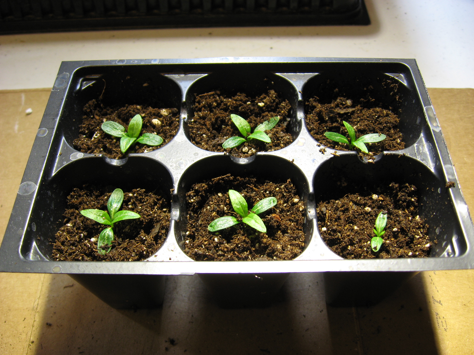 The Green House Trailing Vinca