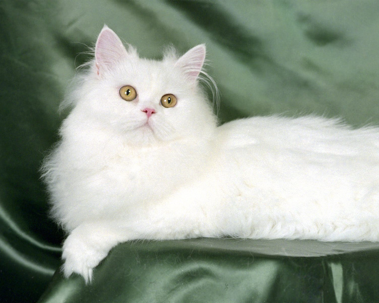 http://3.bp.blogspot.com/-VFgV_yZbAkU/Thq82uIGjBI/AAAAAAAABvQ/Tjo4OUKYlks/s1600/Cats-wallpaper-cats-5194915-1280-1024.jpg