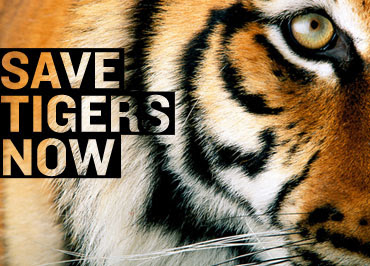 Please save tiger's