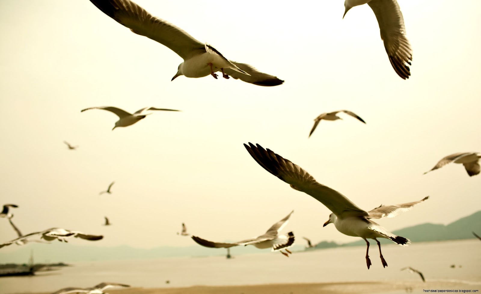 Bird Seagull Flying Bird Seagull Flying