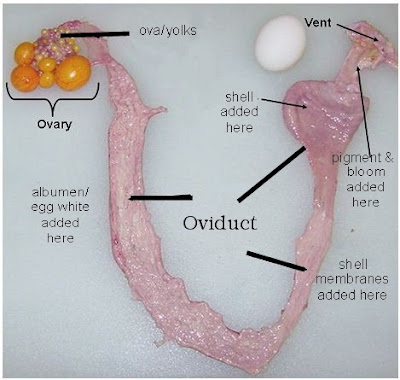 The Chicken Chick®: Chicken Egg Binding. Causes, Symptoms, Treatment