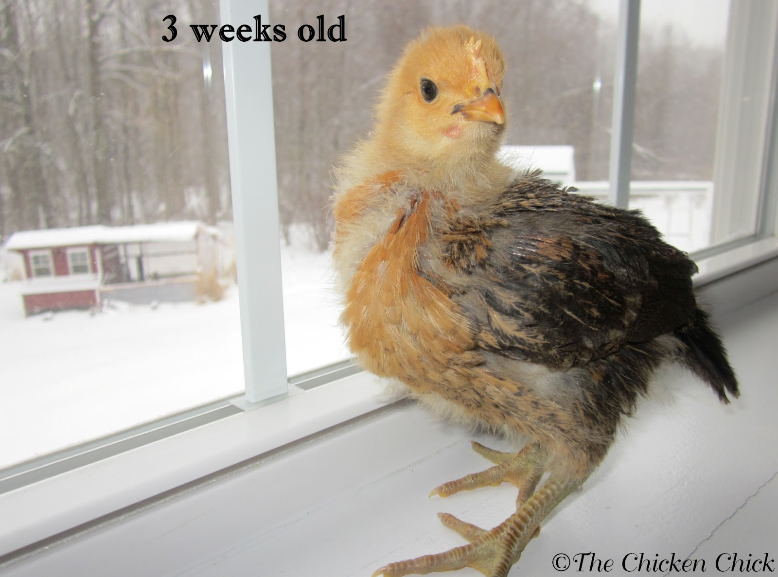 When to Move Chicks from Brooder to Chicken Coop The Chicken Chick®