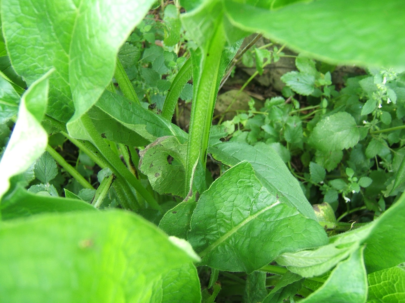 Comfrey and ChickensA Good Idea? Community Chickens