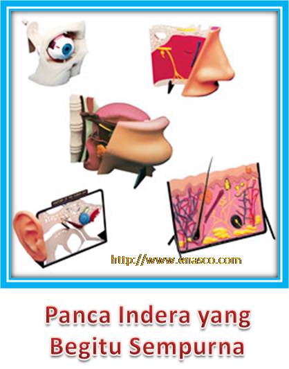 Sistem Indera Manusia Yang Wajib Kita Mengenalnya Guru Ipa Pati