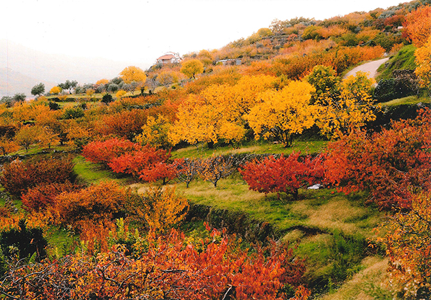 3º Premio: "Cezanne" de D. Juan Luis Pizarro Galán 3º Premio: "Cezanne" de D. Juan Luis Pizarro Galán
