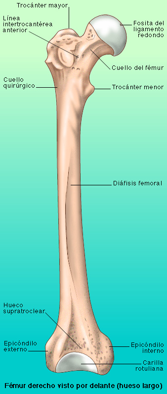 El Femur