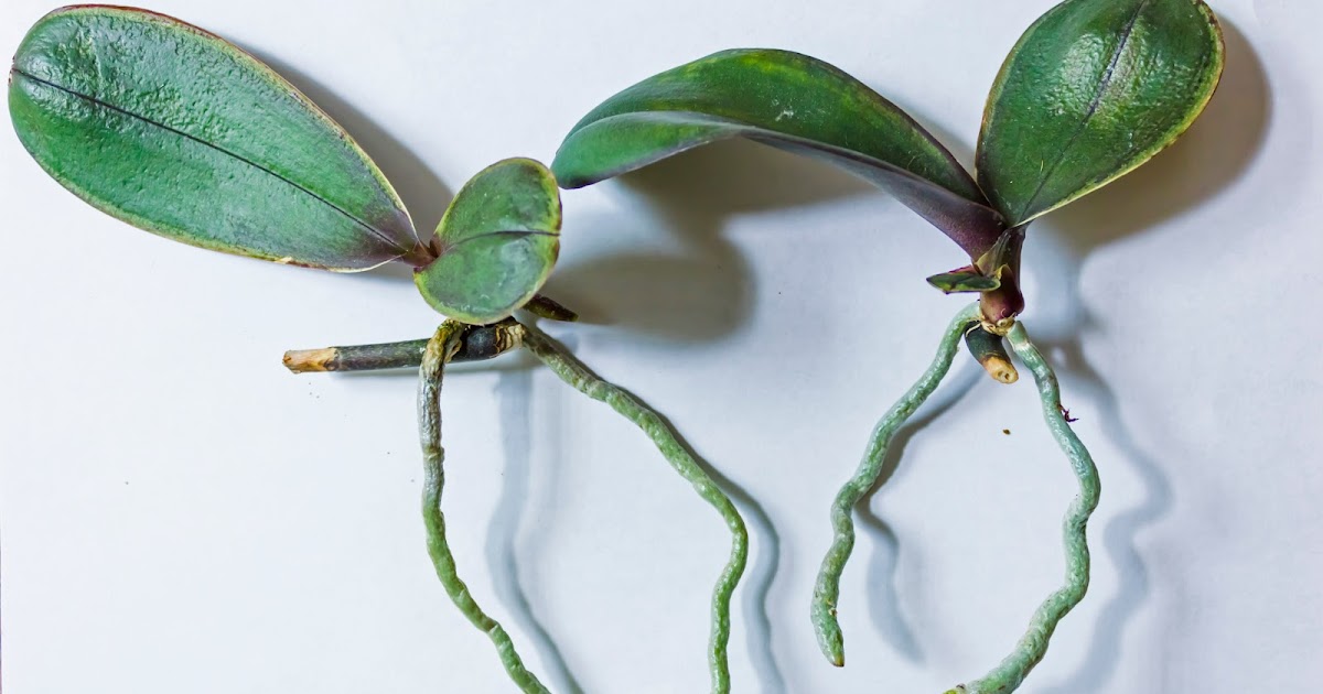 Maria's Orchids Repotting Phalaenopsis keikis into finer media