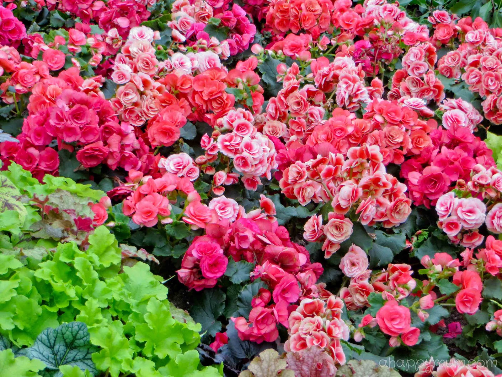 The Italiagal Simple Pleasure Sunday Flowering Shrubs