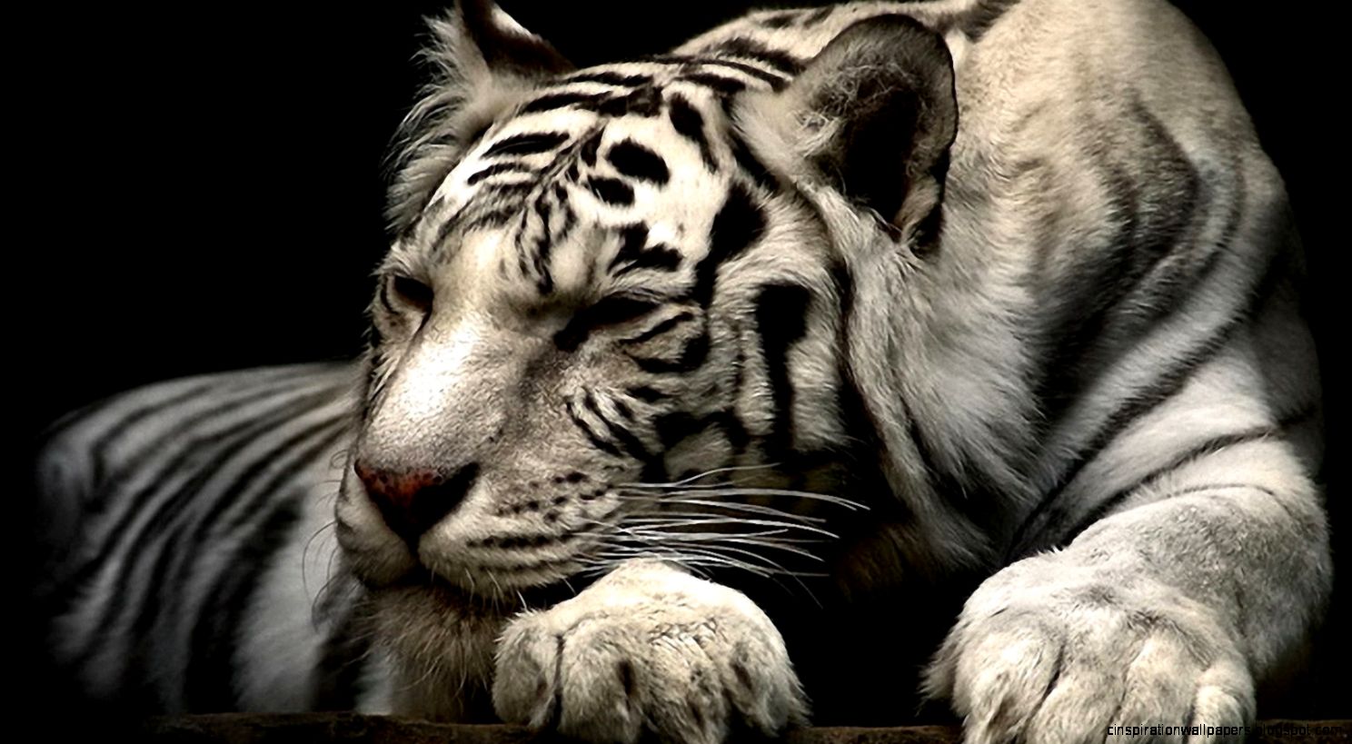 Animal Wallpaper Best Wallpapers White Tiger Sleeping  Wallpapers Animal Wallpaper Best Wallpapers White Tiger Sleeping  Wallpapers
