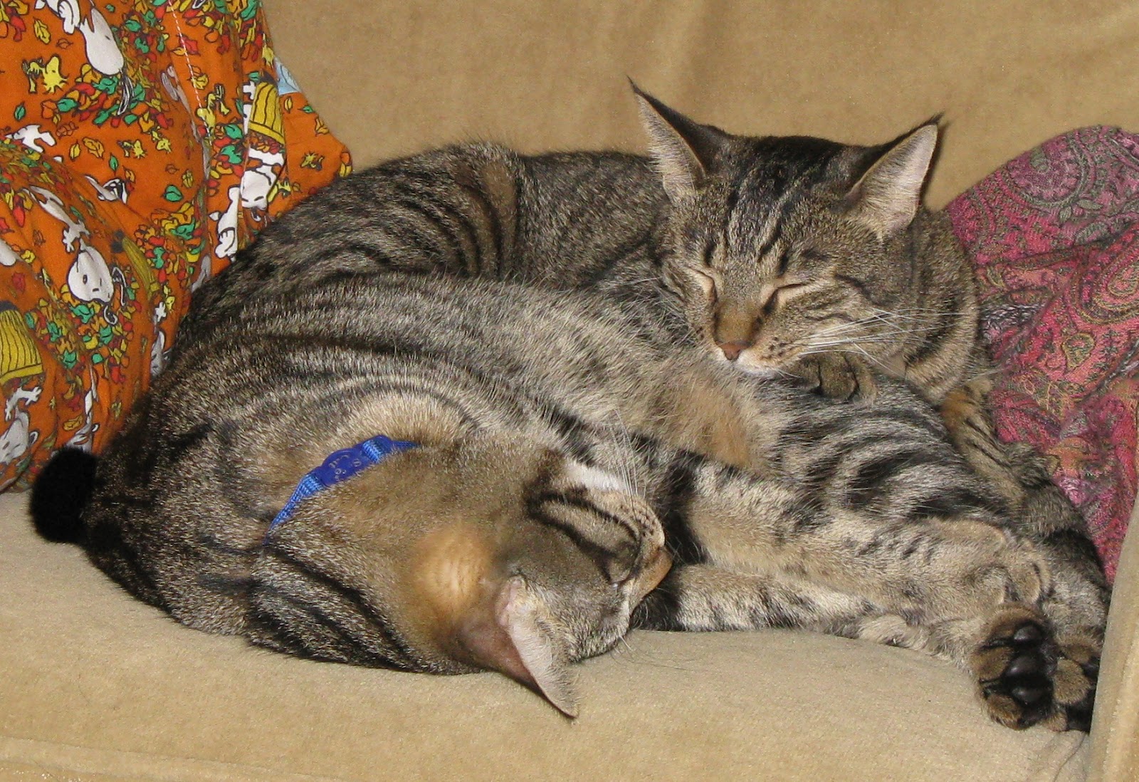 Hay is for Horses, Horse Bedding is for Cat Litter Bideshis No More