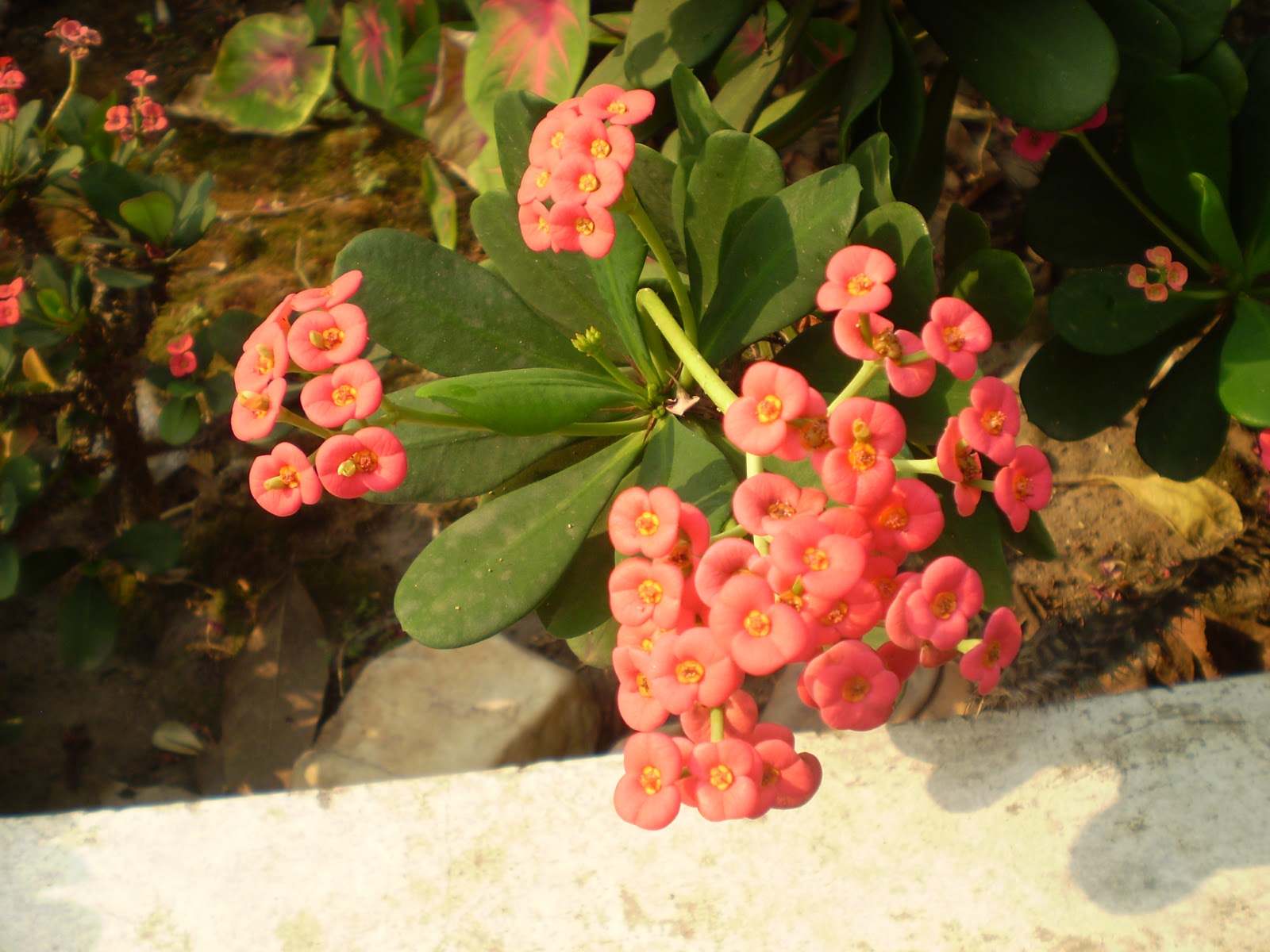 Ghana With The Wind The Flora and Fauna of the Accra, West Africa Region