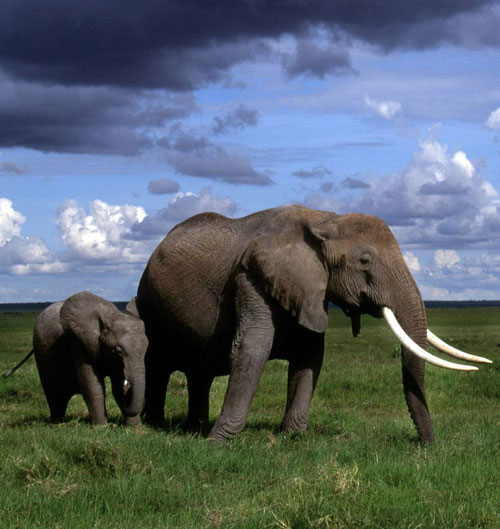 VIDA DE ELEFANTE vida de elefante: