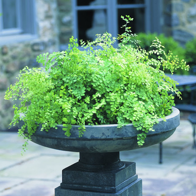 the garden: A Texas Garden
