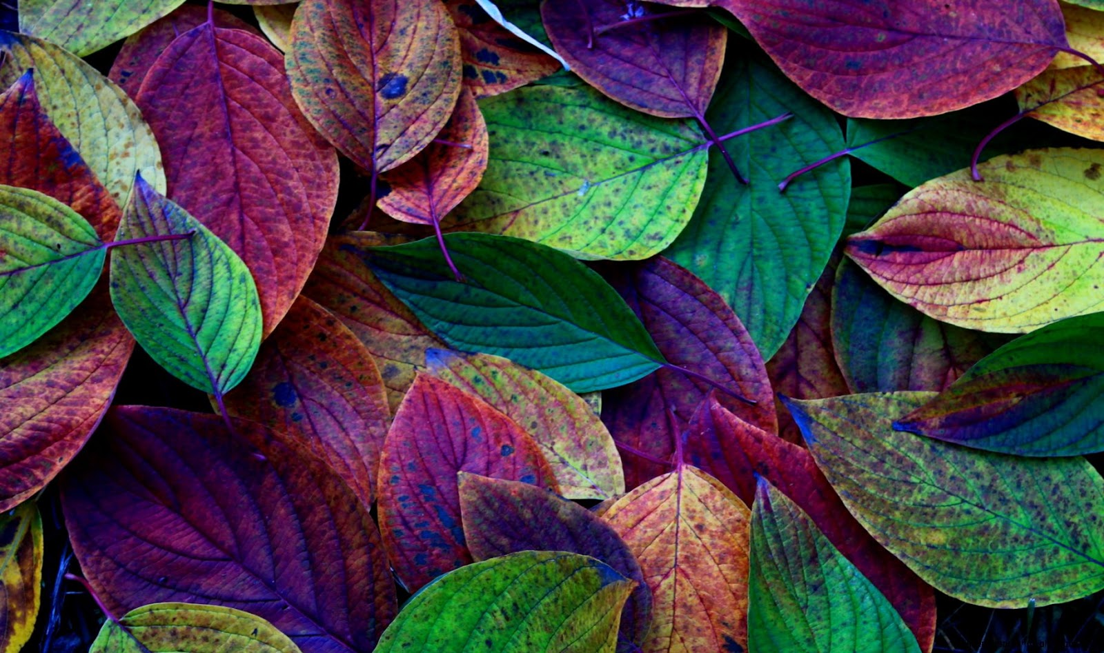 Colorful Autumn Leaf Pictures for Desktop Colorful Autumn Leaf Pictures for Desktop