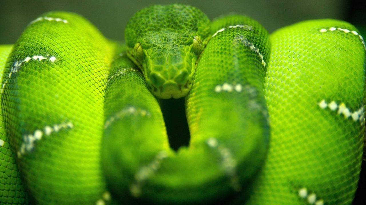 Biologija s Bedenko Ima li zmija kosti?