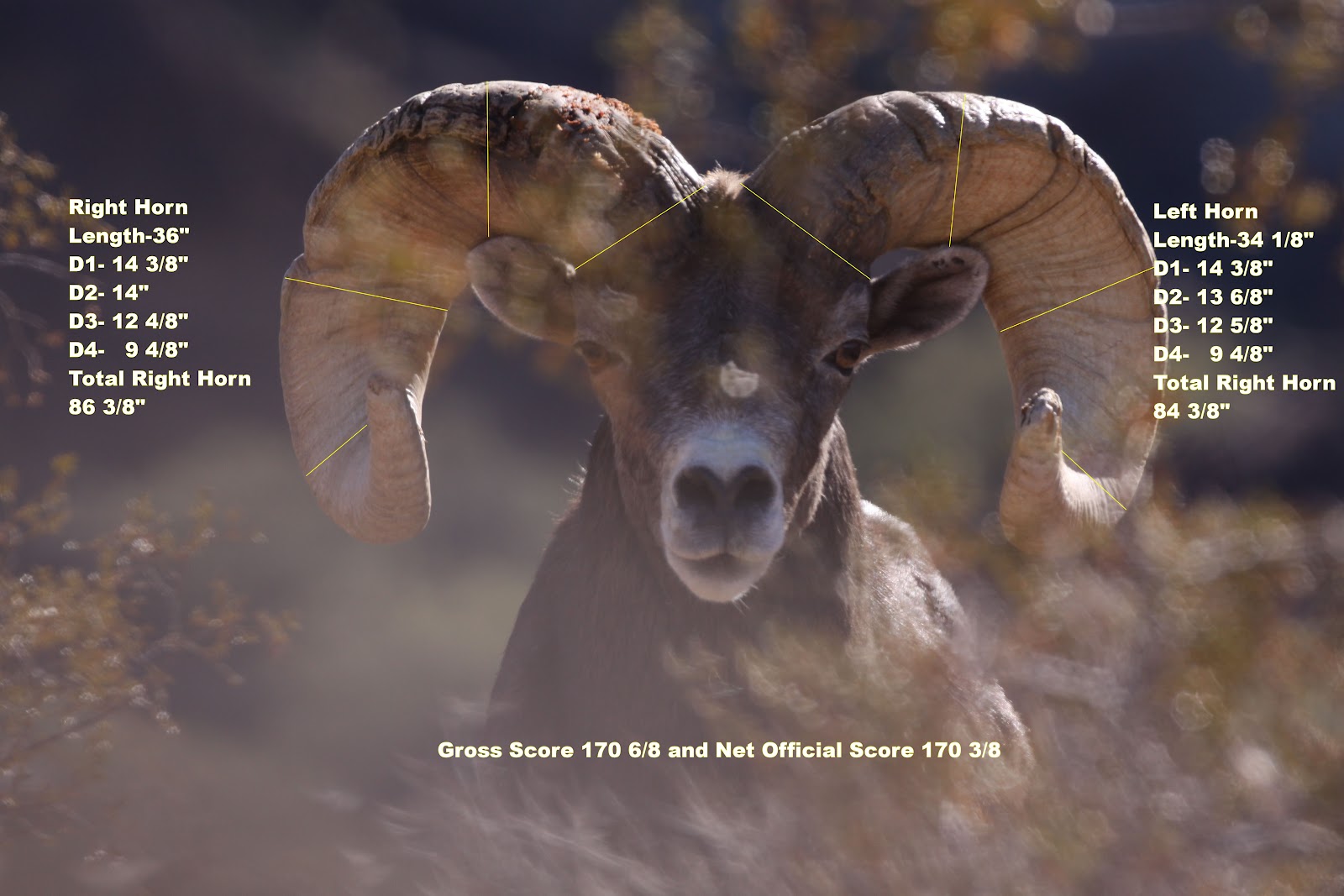 Jay Scott Outdoors How to Field Judge Desert Bighorn Sheep Part 1