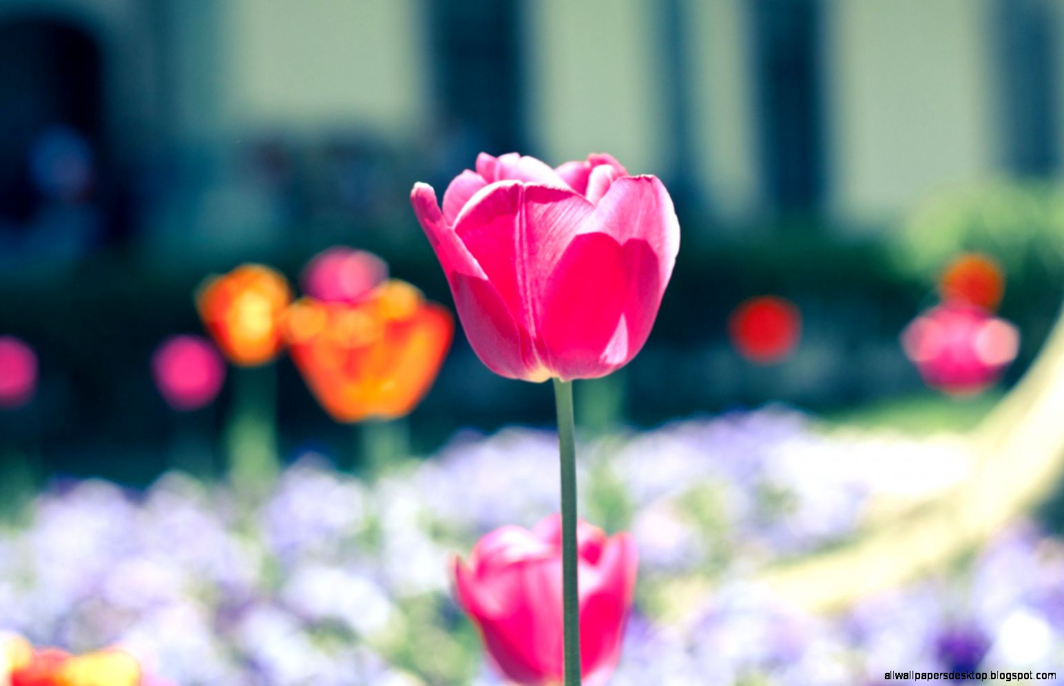 Flowers Tulips Close Up Nature Hd Wallpaper