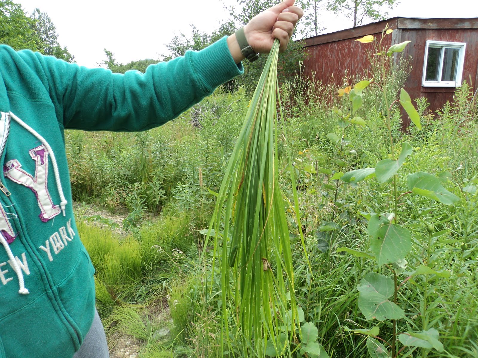 Garden River Green Plan Sweet Grass Wiingash, Hair of Mother Earth