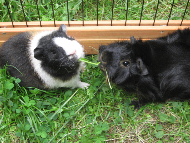 An Awfully Big Blog Adventure: In praise of Guinea Pigs by Keren David