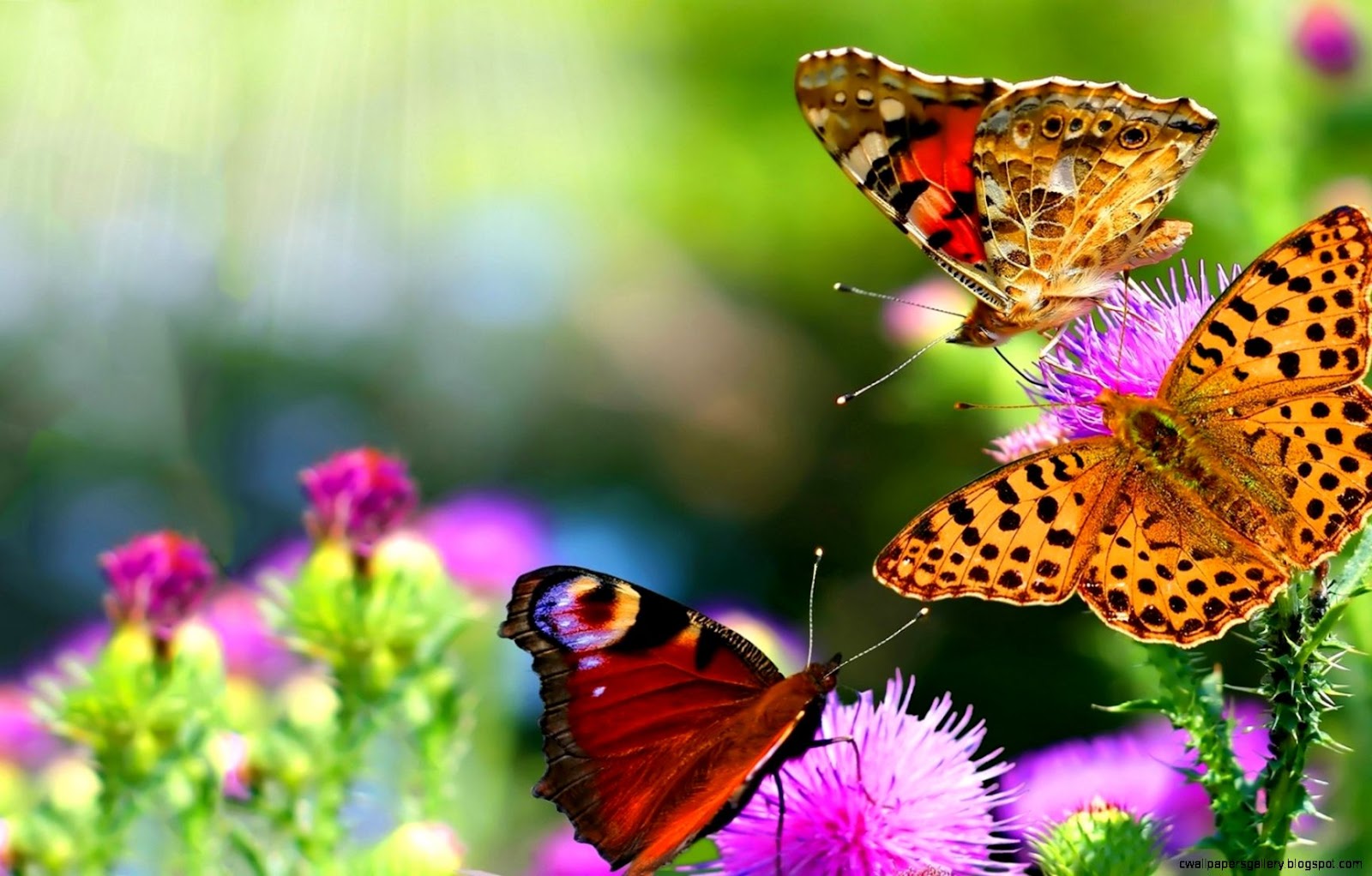 Flowers Butterflies Flowers Butterflies