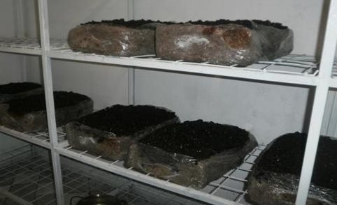 Uzgoj-Sampinjona Zatim se pristupa pokrivanju prorasle podloge. Po jednoj vreći treba ...