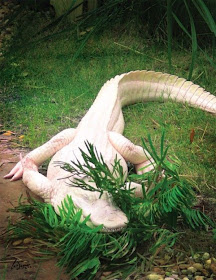 Albino-crocodiles-animals.jpg 