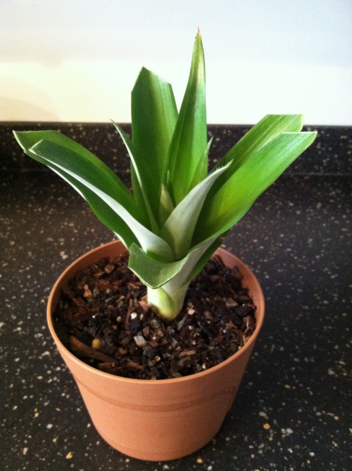 Yadkin Yard Yacking Pineapple Plant Six of them now!