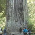 Redwood National And State Parks - Red Woods In California